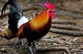 Red Junglefowl