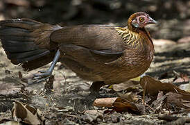 Red Junglefowl