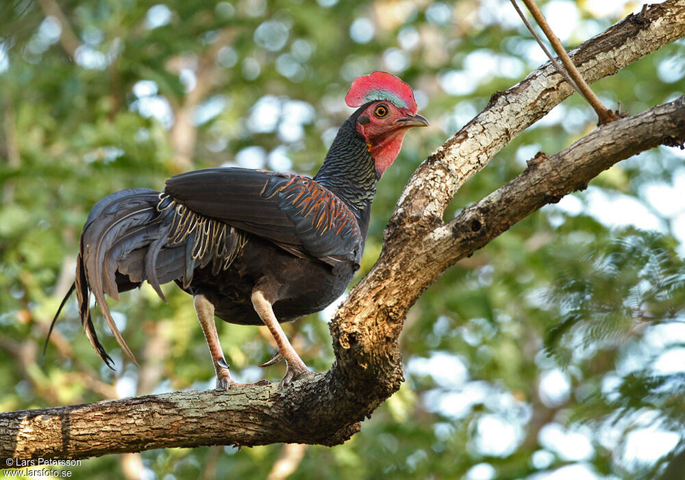 Green Junglefowl