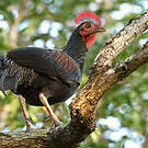 Coq de Java