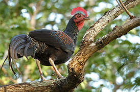 Green Junglefowl