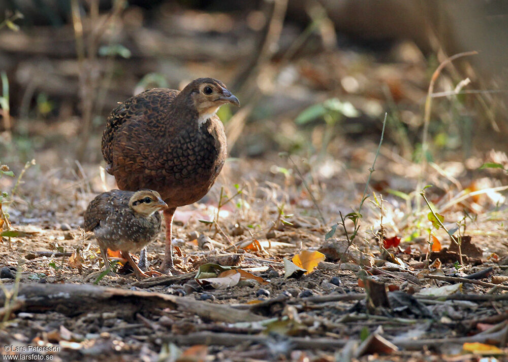 Green Junglefowl