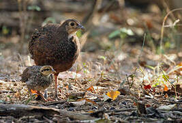 Green Junglefowl