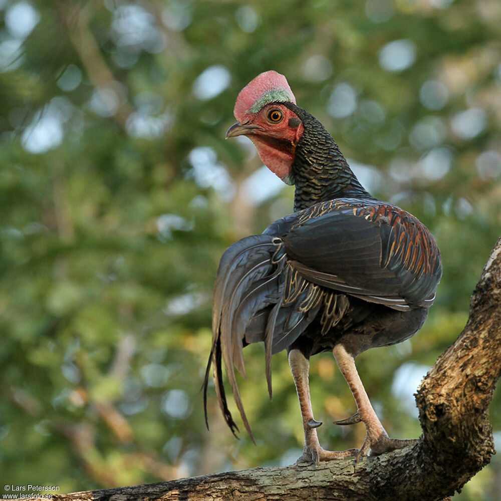 Green Junglefowl