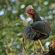 Green Junglefowl