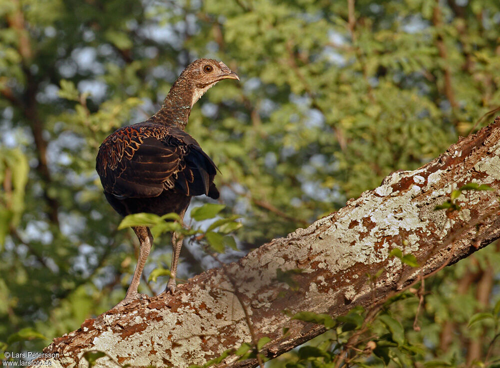 Green Junglefowl