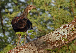 Green Junglefowl