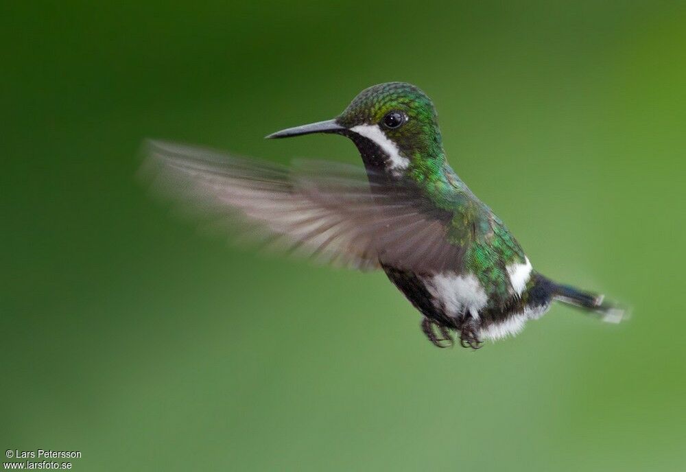 Green Thorntail