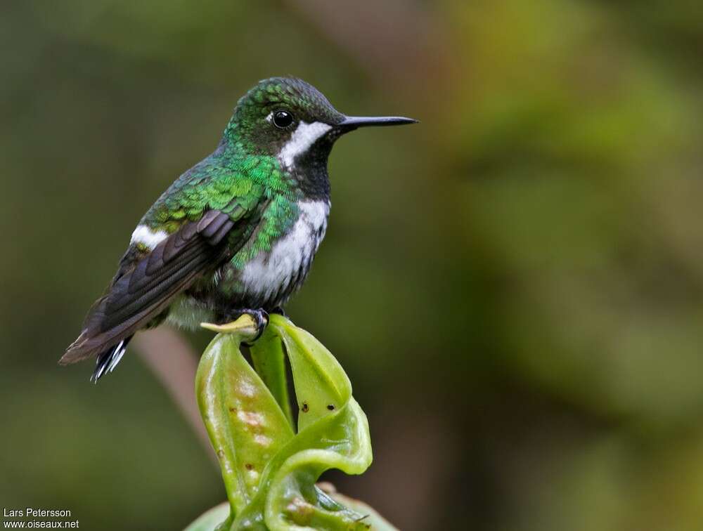 Green Thorntail female adult, identification