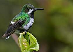 Green Thorntail