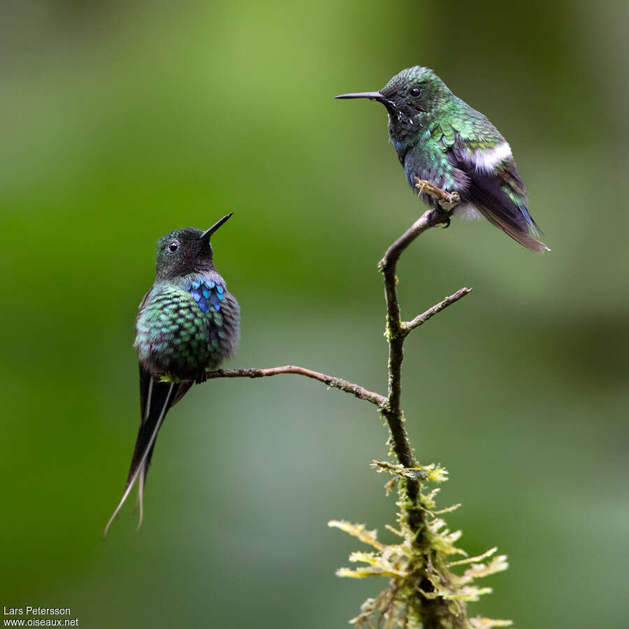 Green Thorntailadult