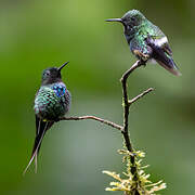 Green Thorntail