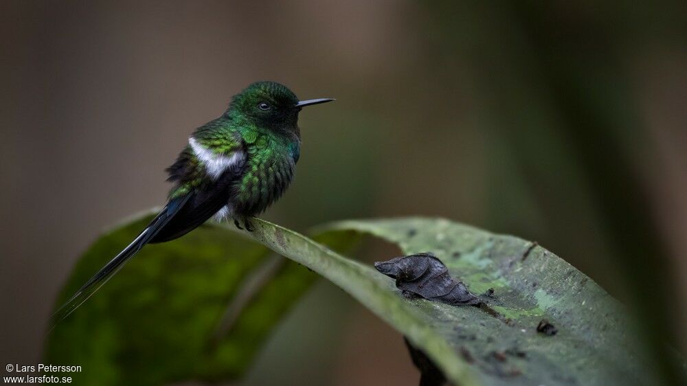 Green Thorntail