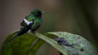 Green Thorntail