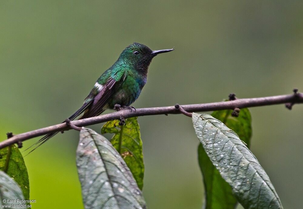 Green Thorntail