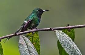 Green Thorntail