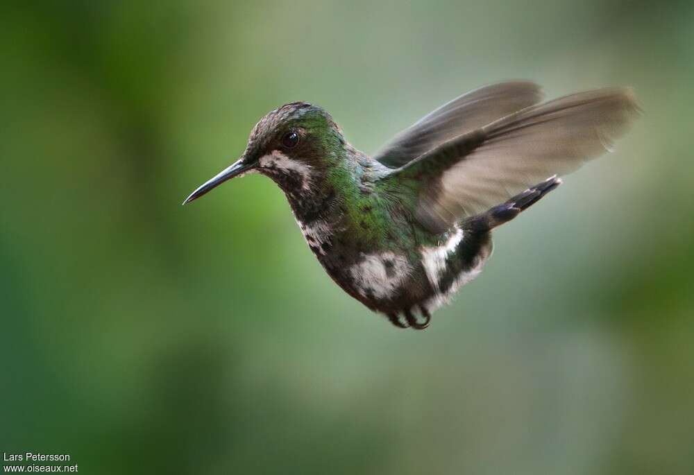 Green Thorntail female adult, Flight