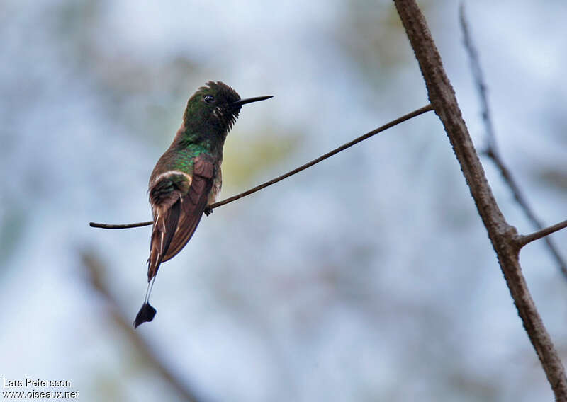 Racket-tailed Coquette male adult breeding, identification