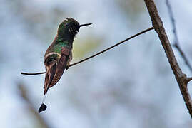 Racket-tipped Thorntail