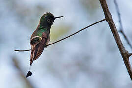 Racket-tailed Coquette