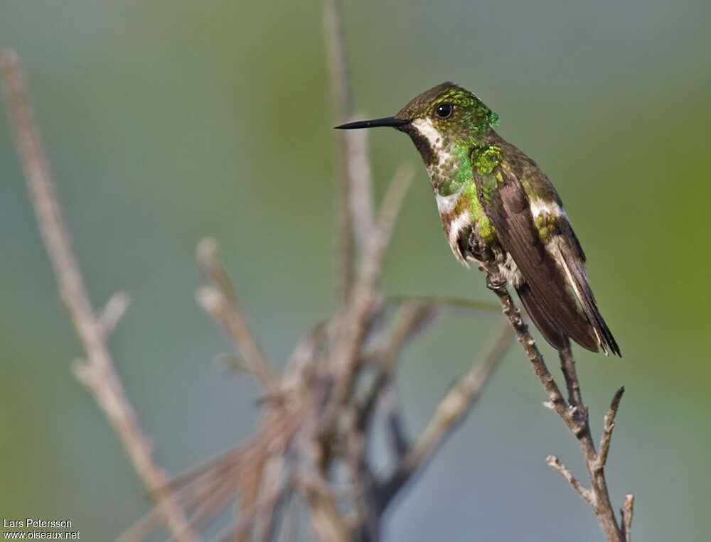 Racket-tipped Thorntail female adult, identification