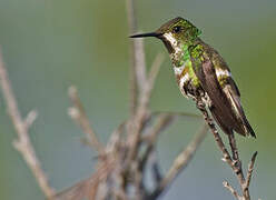 Racket-tailed Coquette