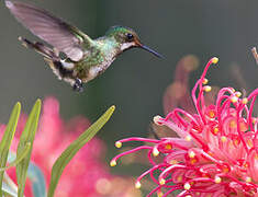 Racket-tailed Coquette