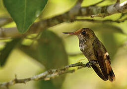 Rufous-crested Coquette