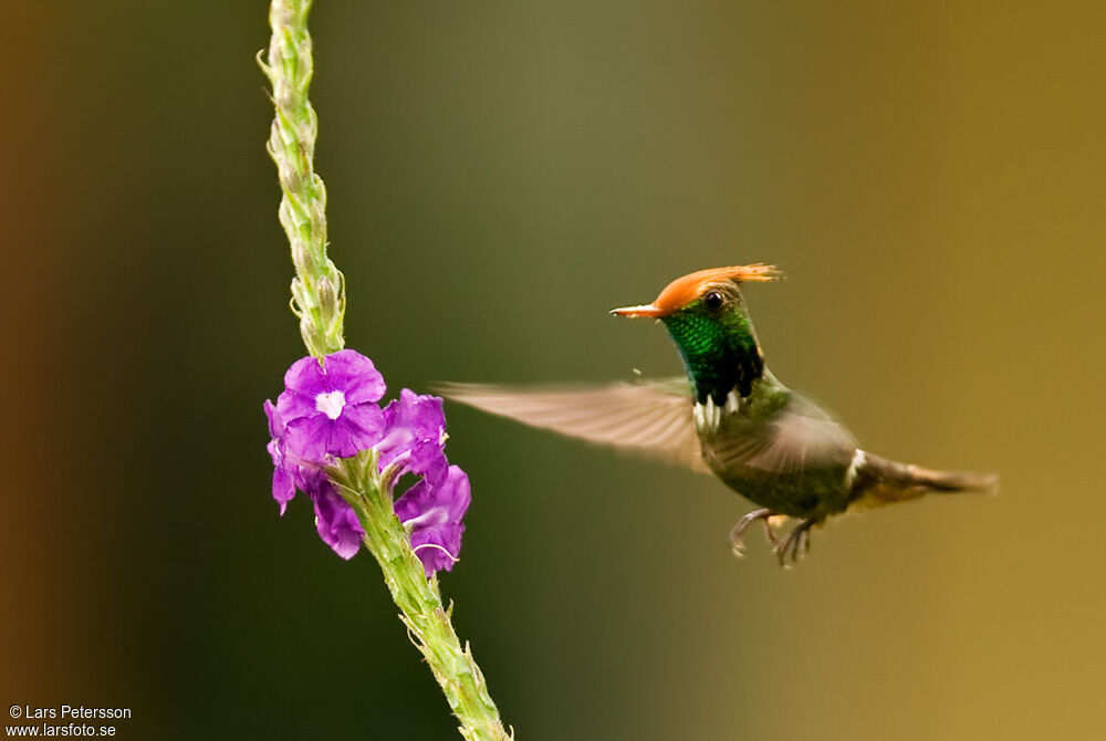 Rufous-crested Coquette