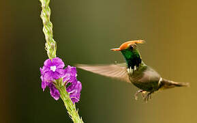 Rufous-crested Coquette