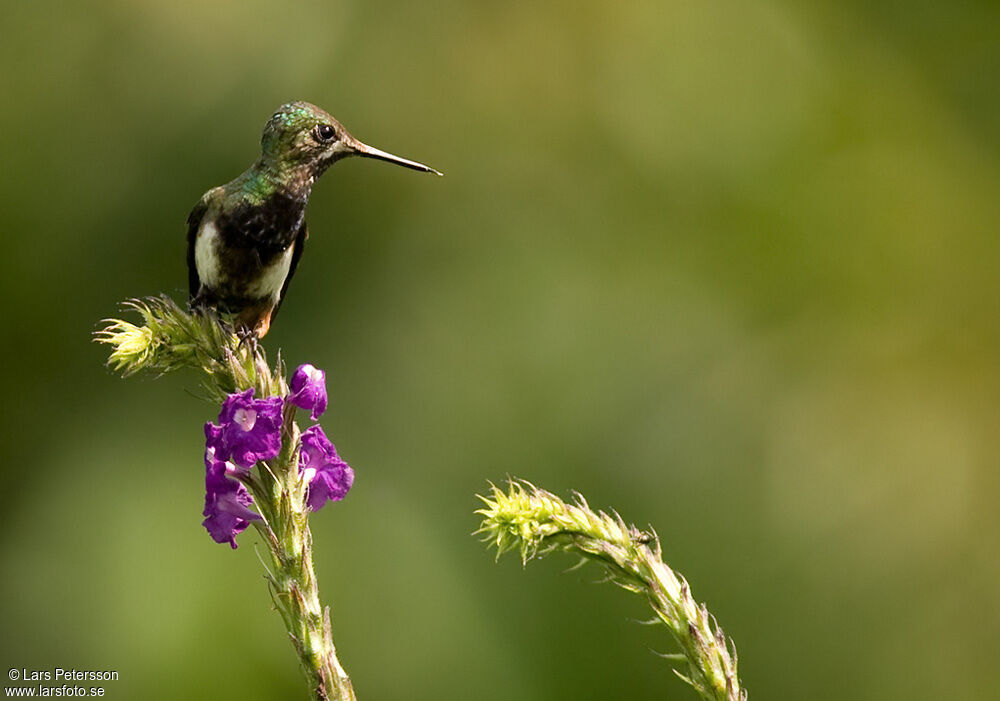 Wire-crested Thorntail