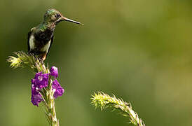 Wire-crested Thorntail