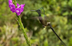 Wire-crested Thorntail