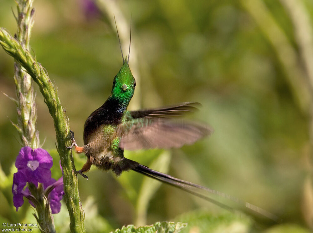 Wire-crested Thorntail