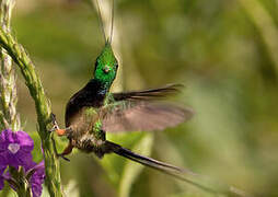 Wire-crested Thorntail