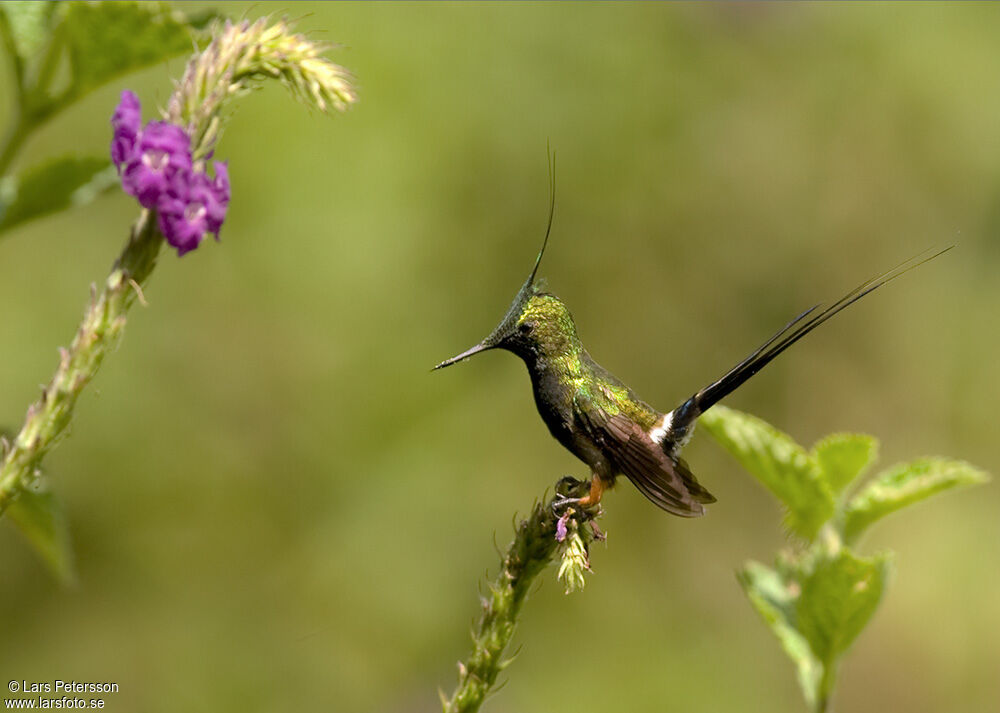 Wire-crested Thorntail