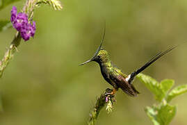 Wire-crested Thorntail