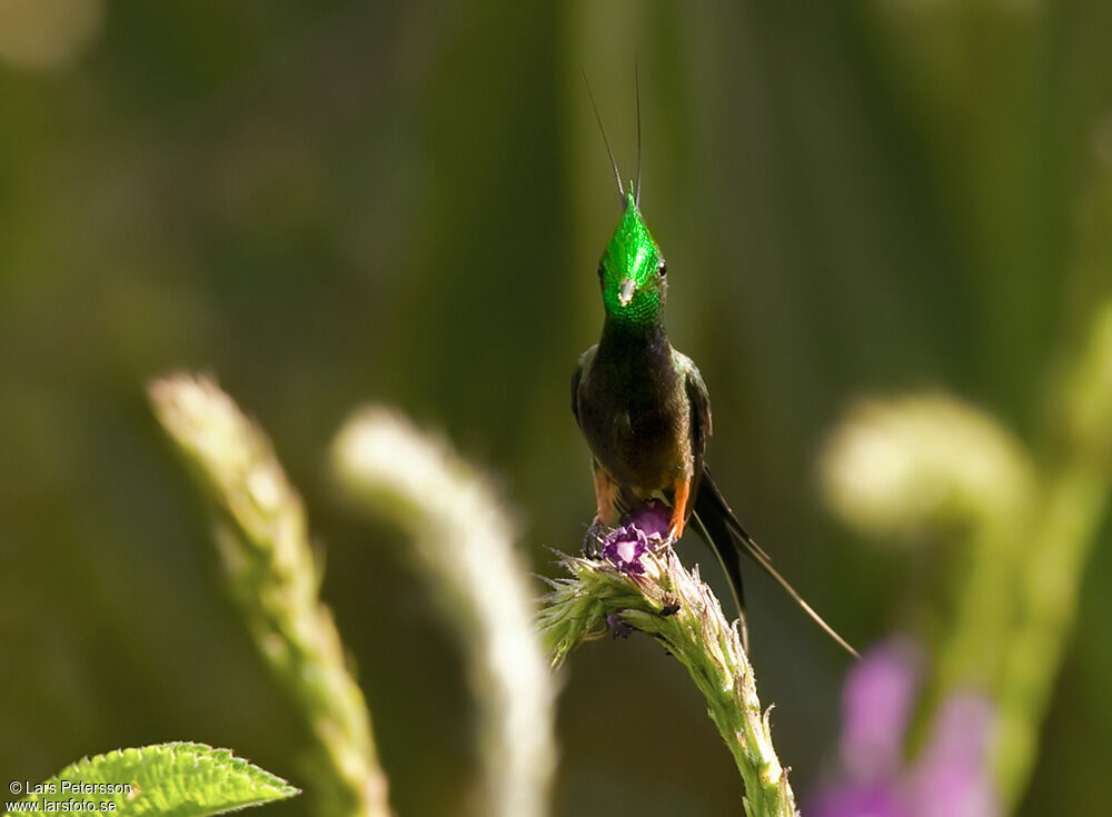 Coquette de Popelaire