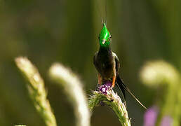 Wire-crested Thorntail