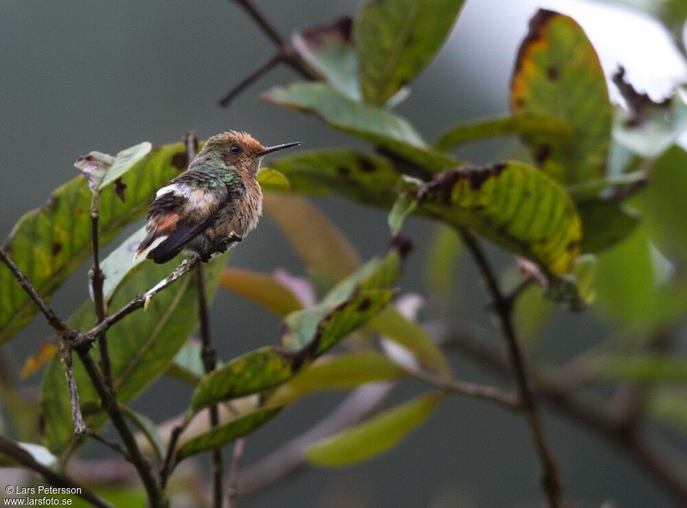 Spangled Coquette