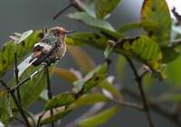 Coquette pailletée