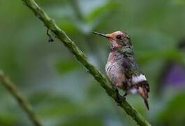 Spangled Coquette