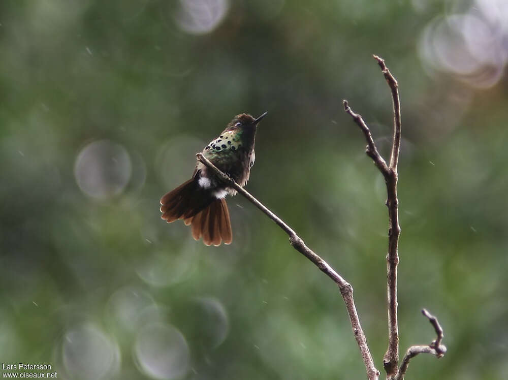 Peacock Coquette