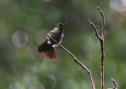 Peacock Coquette