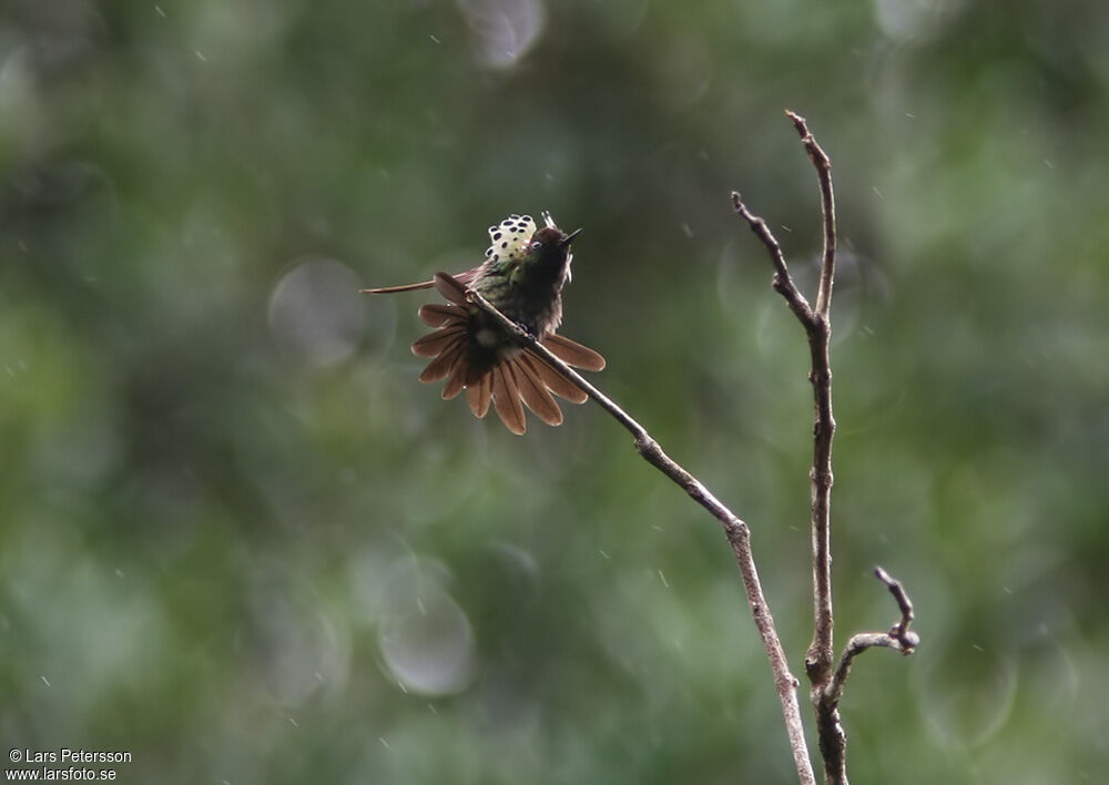 Peacock Coquette