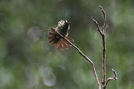 Peacock Coquette