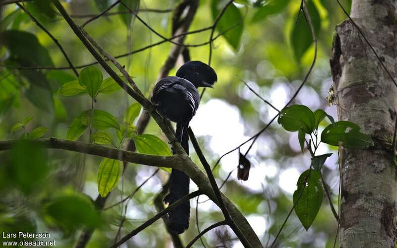 Long-wattled Umbrellabird male adult, habitat, Behaviour
