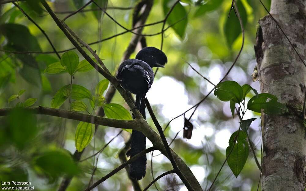 Long-wattled Umbrellabird male adult, habitat, Behaviour