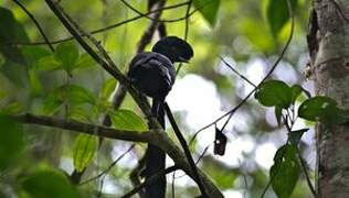 Long-wattled Umbrellabird