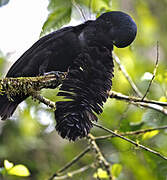 Long-wattled Umbrellabird